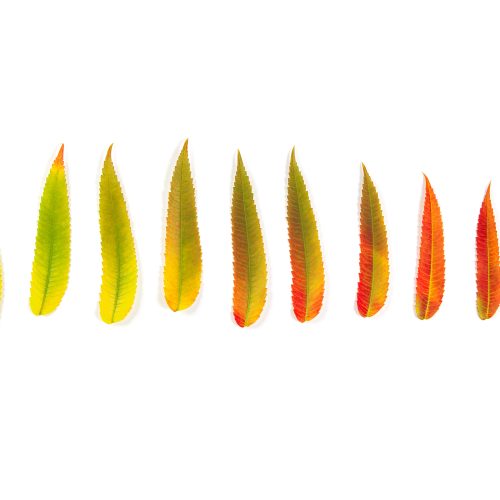 Yanlış Bilgilenme Çağında Kişilik Değişimi - Baltaş Grubu Yanlış Bilgilenme Çağında Kişilik Değişimi